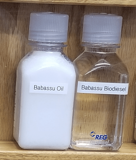 Babassu oil is extracted from the seeds of the babassu palm tree