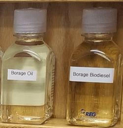 Borage Oil sample and Borage Biodiesel sample