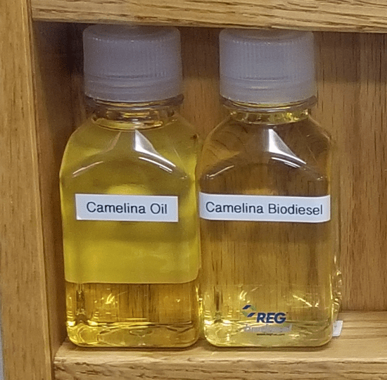 Camelina Oil and Camelina BioDiesel