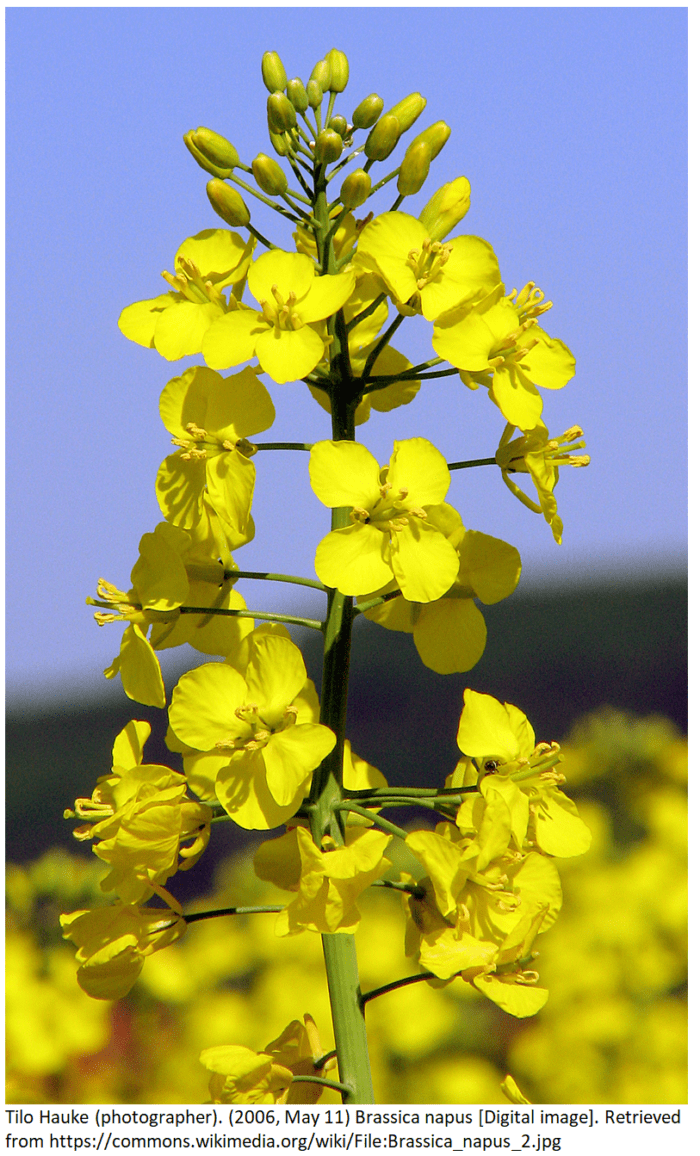 Canola is the seed of the species Brassica napus