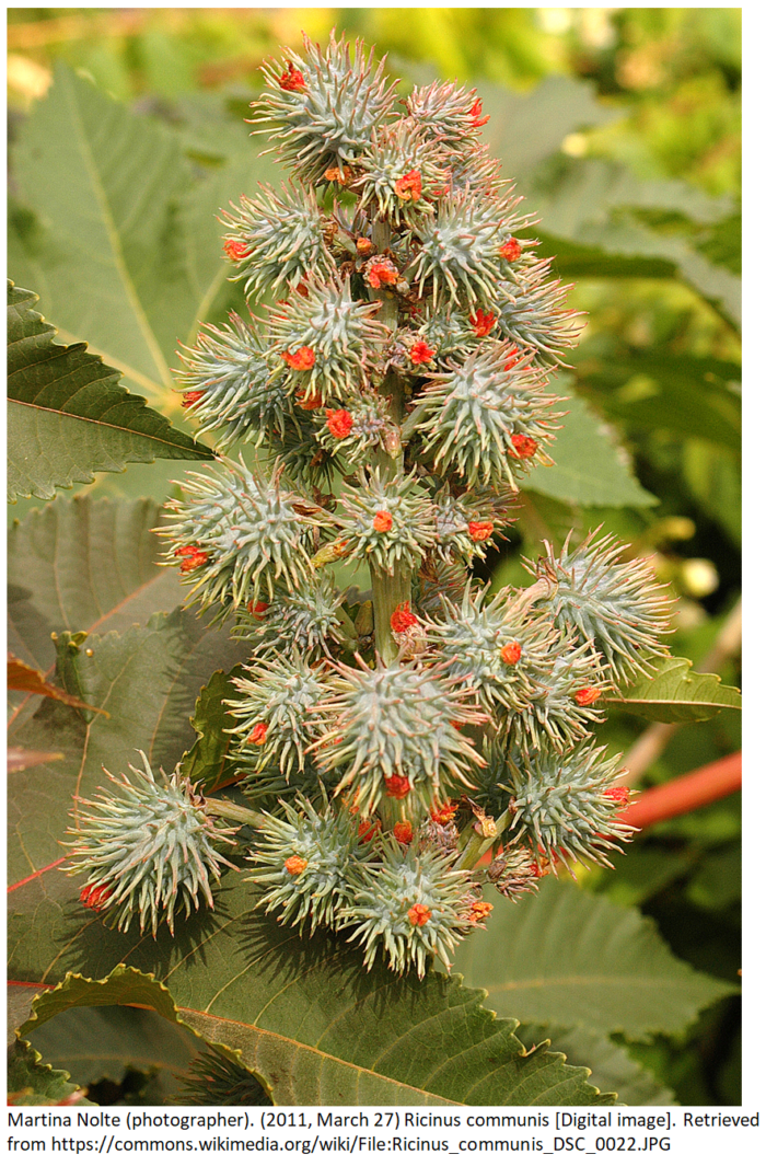 Ricinus communis known commonly as Castor Bean plant