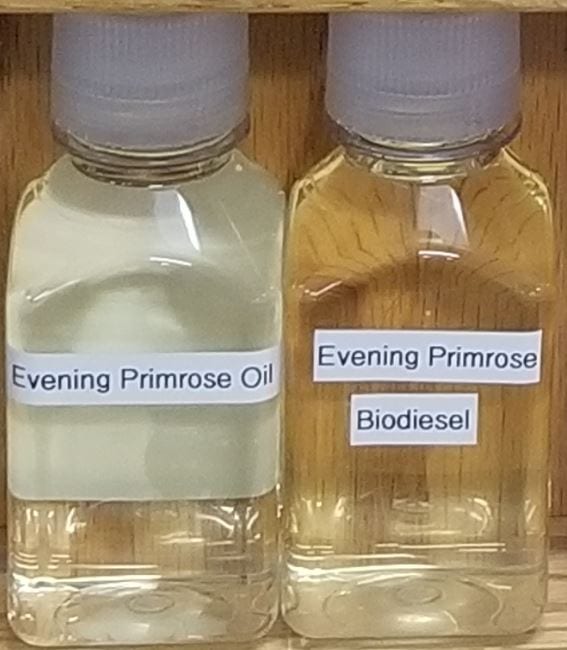 Evening Primrose Oil and the Bio-Diesel it produces