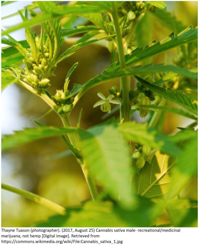 Cannabis sativa male picture of flowers