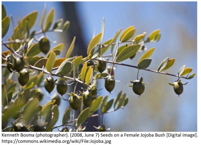 Seeds on a Female Jojoba Bush