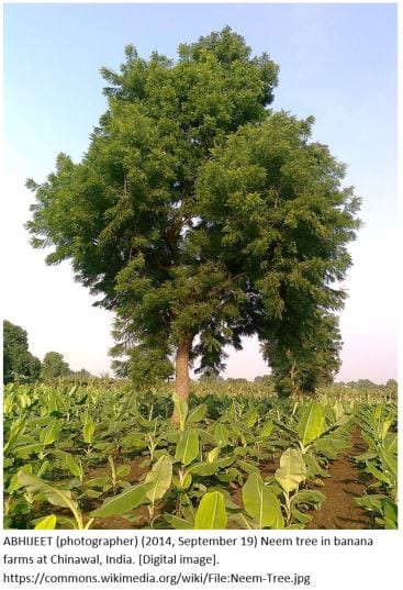 ABHIJEET (photographer) (2014, September 19) Neem tree in banana farms at Chinawal, India. 