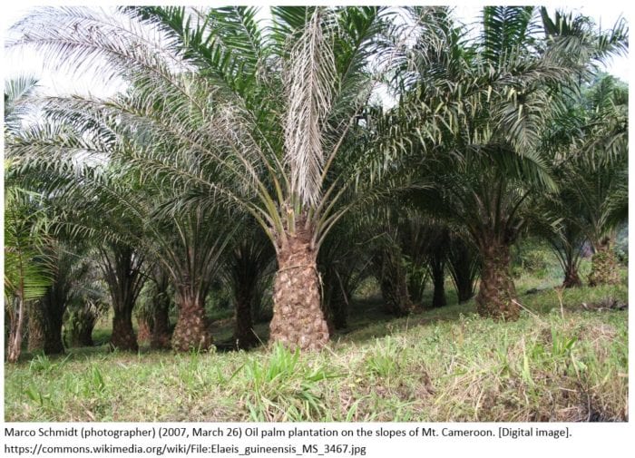 Oil palm plantation on the slopes of Mt. Cameroon